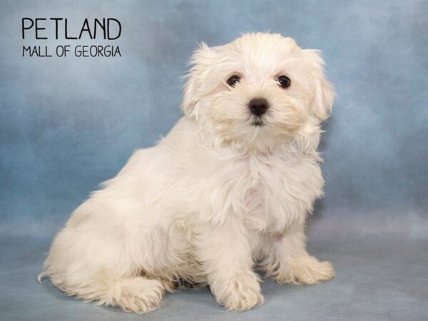 Maltese DOG Female White 2820 Petland Mall of Georgia