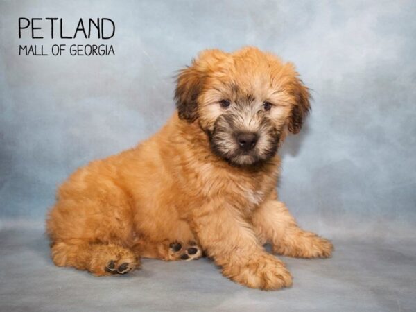 Soft Coated Wheaten Terrier DOG Male Wheaten 2811 Petland Mall of Georgia