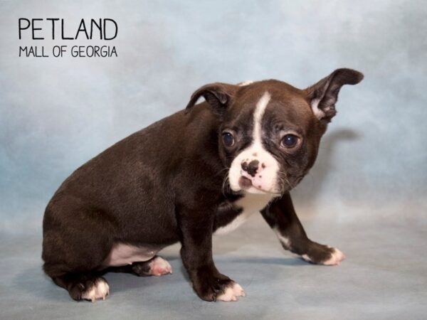 Boston Terrier DOG Male Black / White 2806 Petland Mall of Georgia