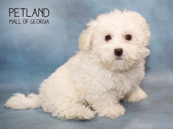 Havanese DOG Male CR 2799 Petland Mall of Georgia