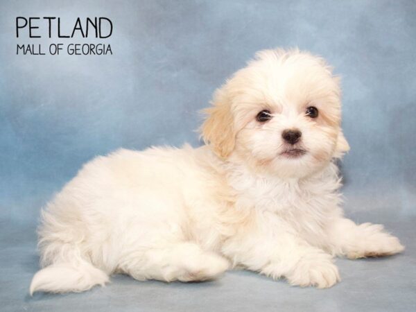 Teddy Bear DOG Male GLD & WH 2797 Petland Mall of Georgia