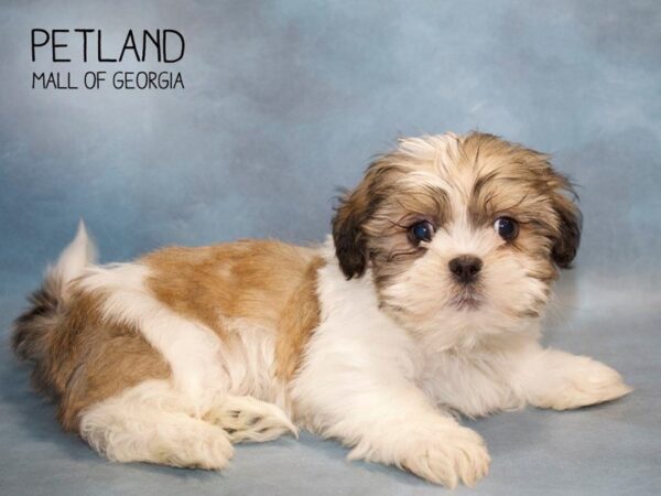 Shih Tzu DOG Male GLD & WH 2794 Petland Mall of Georgia