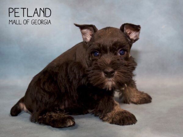 Miniature Schnauzer DOG Female BLK & SLVR 2793 Petland Mall of Georgia