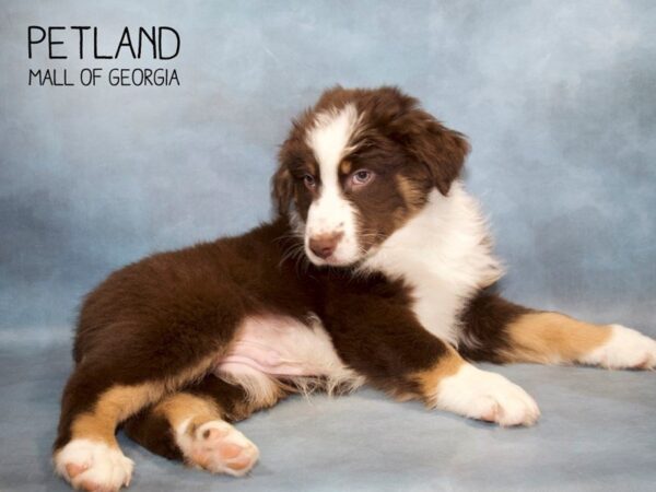 Australian Shepherd DOG Male RD:WH MKGS TAN PTS 2790 Petland Mall of Georgia