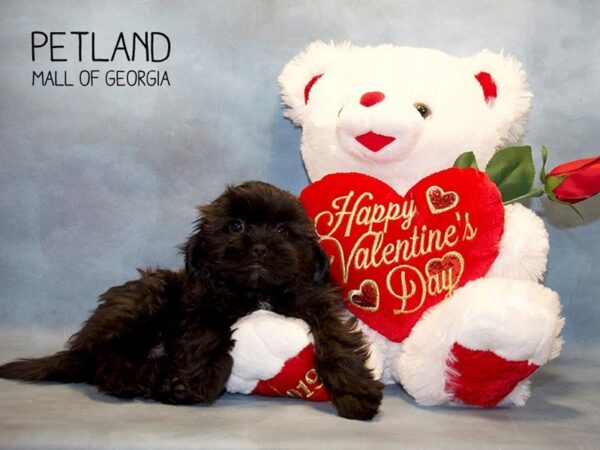 Shipoo-DOG-Female-sbl-2857-Petland Mall of Georgia