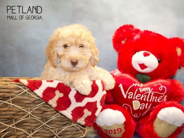 Miniature Goldendoodle 2nd Gen DOG Male gldn 2856 Petland Mall of Georgia