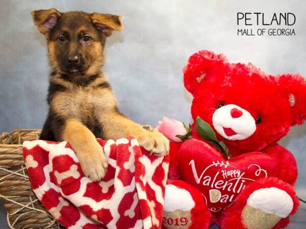 German Shepherd DOG Female blk & tn 2855 Petland Mall of Georgia