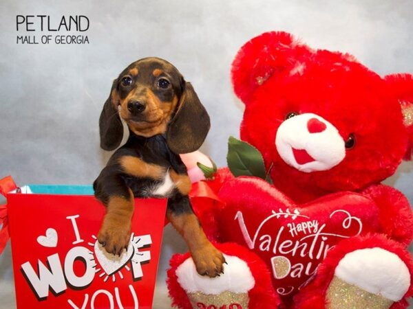 Dachshund DOG Male blk & tn 2854 Petland Mall of Georgia