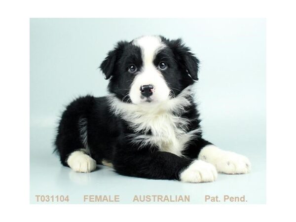 Australian Shepherd DOG Female BLK:WH MKGS 2831 Petland Mall of Georgia