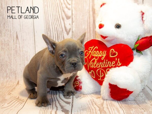 French Bulldog DOG Male Blue 2883 Petland Mall of Georgia