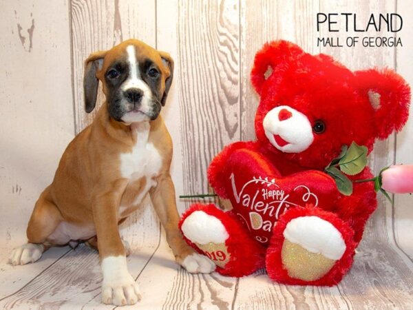 Boxer-DOG-Female-Mahogany / White-2873-Petland Mall of Georgia