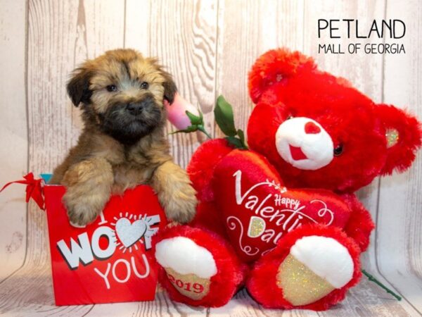 Soft Coated Wheaten Terrier DOG Male Wheaten 2867 Petland Mall of Georgia