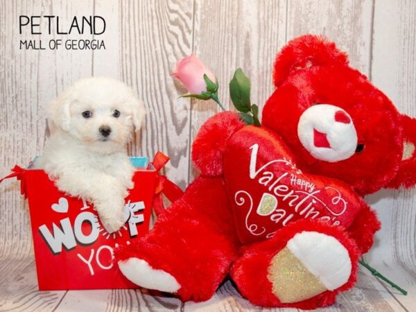 Bichon Frise DOG Female WH 2858 Petland Mall of Georgia