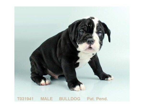 English Bulldog DOG Male BLK:WH MKGS 2894 Petland Mall of Georgia