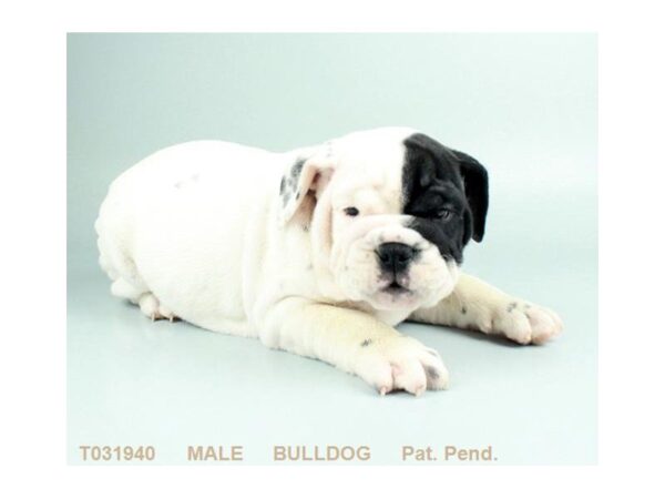 English Bulldog DOG Male BLK & WH 2895 Petland Mall of Georgia