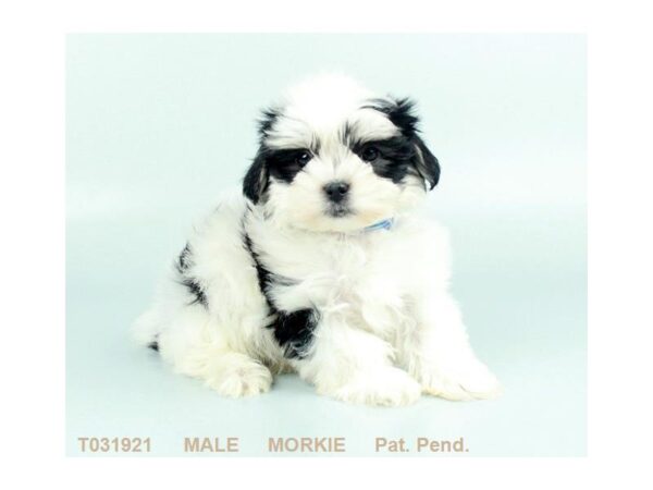 Morkie DOG Male BLK:PRTI 2896 Petland Mall of Georgia