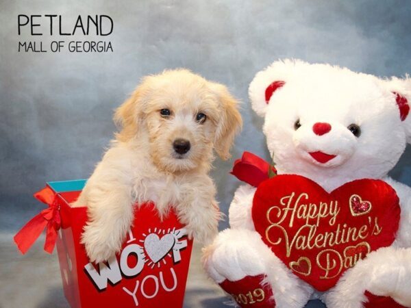 Miniature Goldendoodle DOG Female Golden 2914 Petland Mall of Georgia