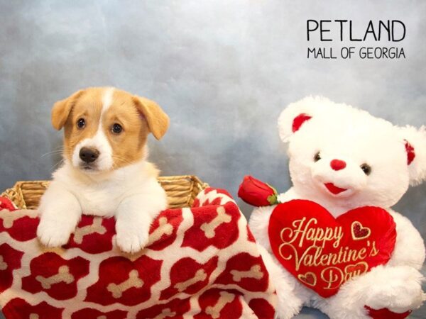 Pembroke Welsh Corgi DOG Male Red / White 2912 Petland Mall of Georgia