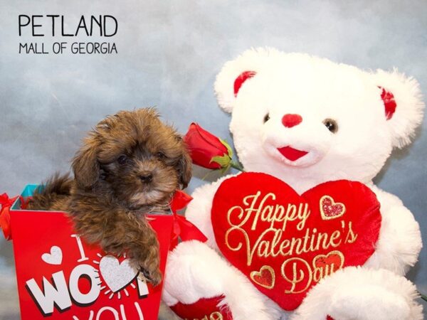 Shipoo-DOG-Male-Red Sable-2911-Petland Mall of Georgia