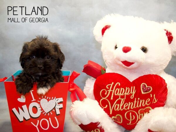 Shipoo-DOG-Female-Black-2910-Petland Mall of Georgia