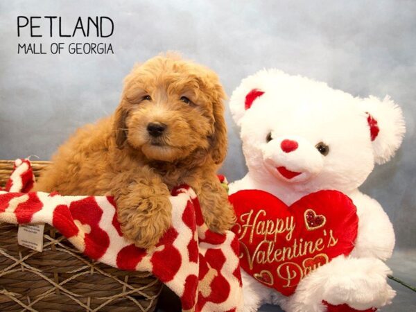 Miniature Goldendoodle DOG Male Red 2908 Petland Mall of Georgia