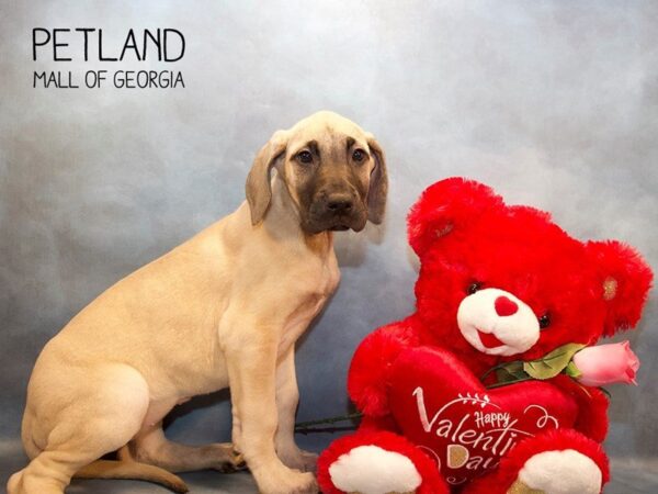 Great Dane DOG Female Fawn 2902 Petland Mall of Georgia