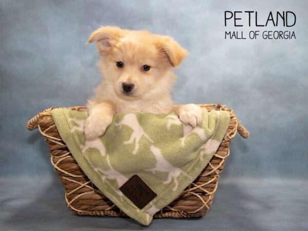 Papipom-DOG-Male-Orange-2952-Petland Mall of Georgia