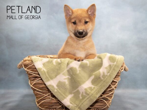 Shiba Inu DOG Male Red Sesame 2936 Petland Mall of Georgia