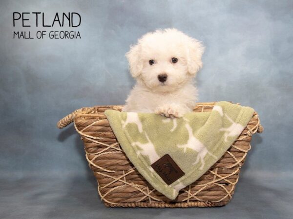 Bichon Frise DOG Male White 2935 Petland Mall of Georgia