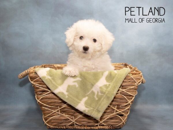 Bichon Frise DOG Female White 2934 Petland Mall of Georgia