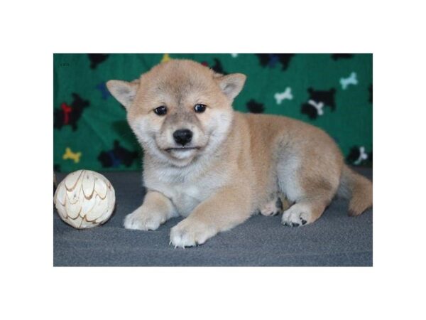 Shiba Inu DOG Male Red 2975 Petland Mall of Georgia