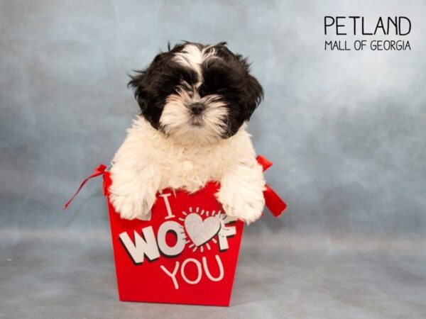 Shih Tzu DOG Female Black / White 2965 Petland Mall of Georgia