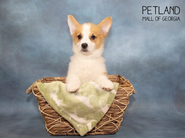 Pembroke Welsh Corgi DOG Female Red / White 2963 Petland Mall of Georgia