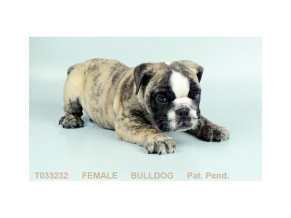 English Bulldog DOG Female FN & BRDL 3083 Petland Mall of Georgia