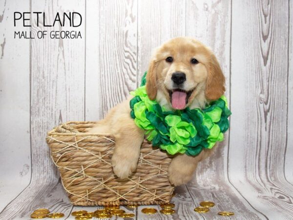 Golden Retriever DOG Female Golden 3018 Petland Mall of Georgia