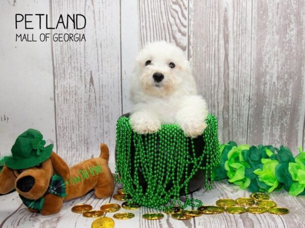 Bichon Frise DOG Male White 3011 Petland Mall of Georgia