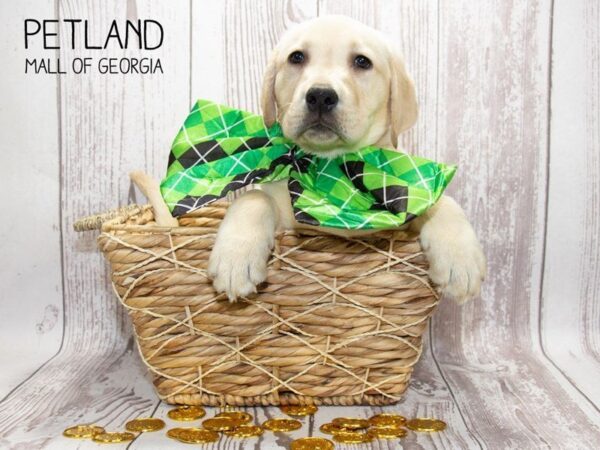 Labrador Retriever DOG Male Yellow 3007 Petland Mall of Georgia