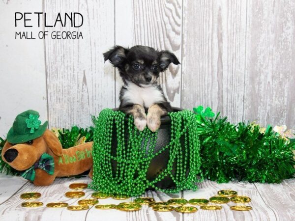 Chihuahua DOG Male BLK & TN 2996 Petland Mall of Georgia