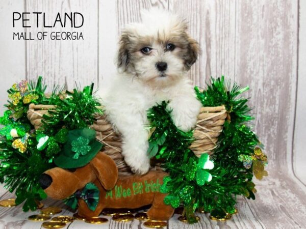 Teddy Bear DOG Male GLD & WH 2993 Petland Mall of Georgia