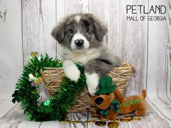 Australian Shepherd DOG Male BL MRL 2991 Petland Mall of Georgia