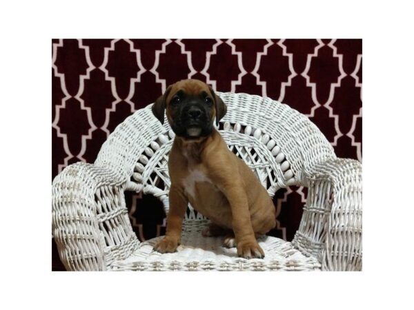 Boxer-DOG-Female-Fawn-3070-Petland Mall of Georgia