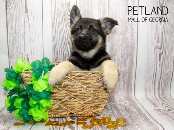 German Shepherd Dog DOG Female Black / Tan 3015 Petland Mall of Georgia