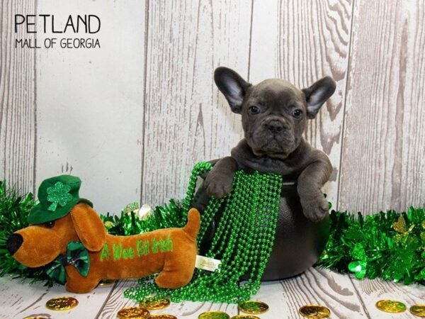 French Bulldog DOG Male Blue 3054 Petland Mall of Georgia