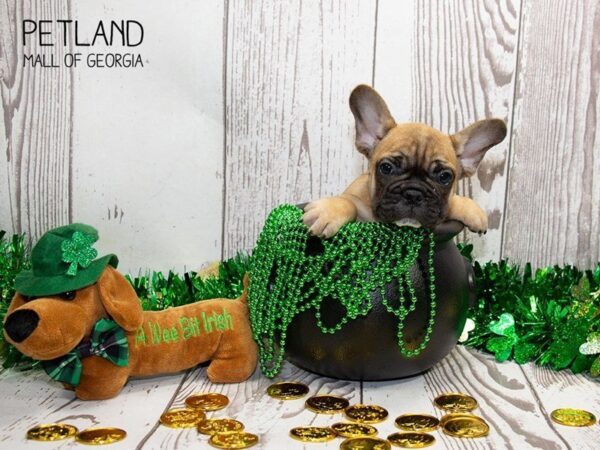 French Bulldog DOG Male fn, blk msk 3056 Petland Mall of Georgia