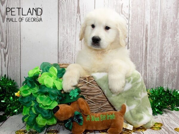 Golden Retriever DOG Male Cream 3046 Petland Mall of Georgia