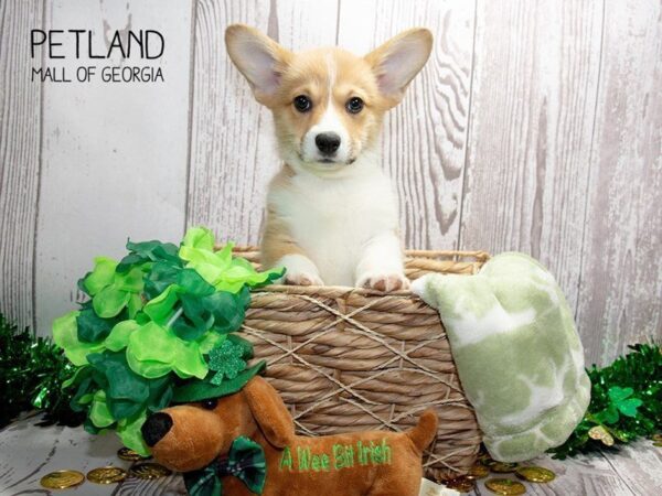 Pembroke Welsh Corgi DOG Male Sable / White 3037 Petland Mall of Georgia