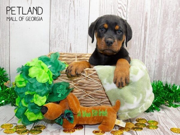 Rottweiler DOG Female Black / Tan 3034 Petland Mall of Georgia