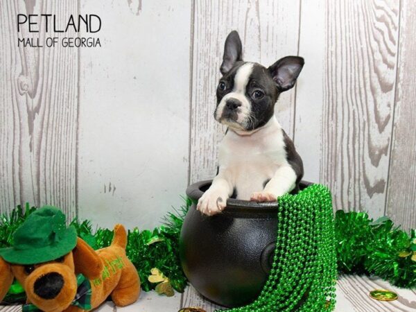 Boston Terrier DOG Male Black / White 3033 Petland Mall of Georgia