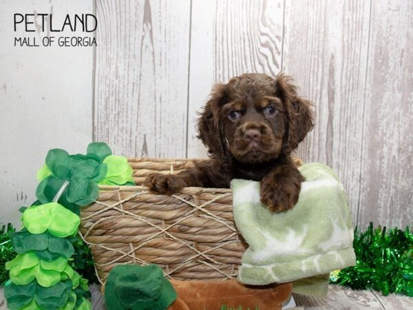 Cocker Spaniel DOG Male Chocolate 2958 Petland Mall of Georgia