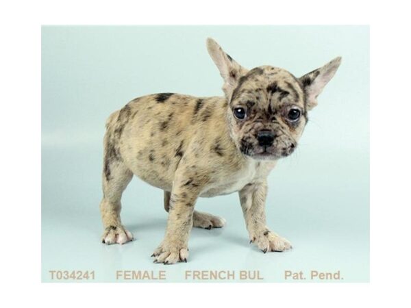 French Bulldog DOG Female FN & BLK:SPTD 3080 Petland Mall of Georgia